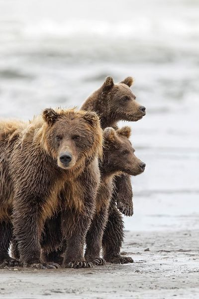 Female Brown bear and cubs-Silver Salmon Creek-Lake Clark National Park-Alaska